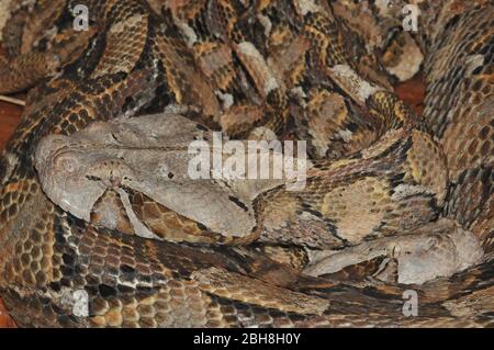 Gaboon Viper, curled, Bitis gabonica, Portrait Banque D'Images