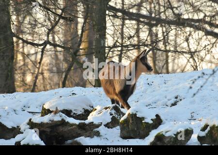 Alpine Chamois, (Rupicapra rupicapra), dans un environnement rocheux, Zoo Hellabronn, Munich, Bavière, Allemagne Banque D'Images