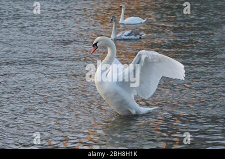 Couper le son des cygnes sur la rivière Isar, Cygnus olor, Munich, Bavière, Allemagne Banque D'Images