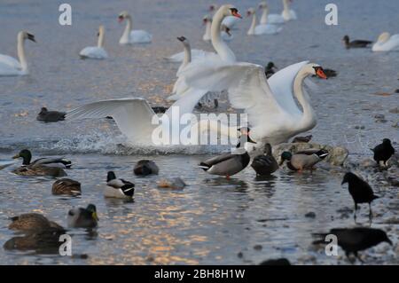 Couper le son des cygnes sur la rivière Isar, Cygnus olor, Munich, Bavière, Allemagne Banque D'Images