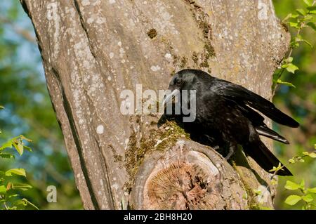 Carrion Crow, Corvus corone, assis sur la branche, Bavière, Allemagne Banque D'Images