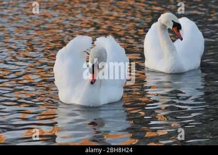 Couper le son des cygnes sur la rivière Isar, Cygnus olor, Munich, Bavière, Allemagne Banque D'Images