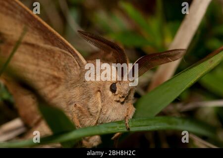 Fox Moth, Macrothylacia rubi, assis sur la lame de l'herbe, Bavière, Allemagne Banque D'Images