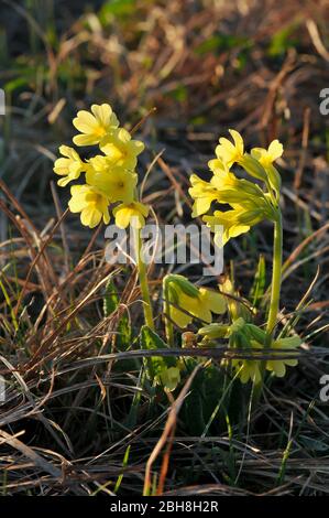 Le lâche commun, Primula veris, dans les zones humides, Bavière, Allemagne Banque D'Images