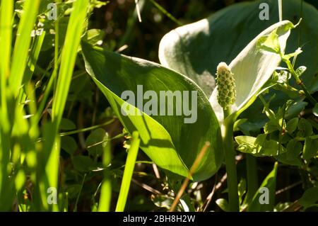 Marsh Calla, Calla palustris, fleuris avec un stand de fruits, au soleil, Bavière, Allemagne Banque D'Images