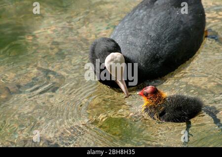 Coot, Fulica atra avec poussin, baignade en mer, Bavière, Allemagne Banque D'Images