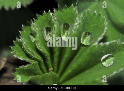 Alchemilla, feuille avec gouttes d'eau, Bavière, Allemagne Banque D'Images