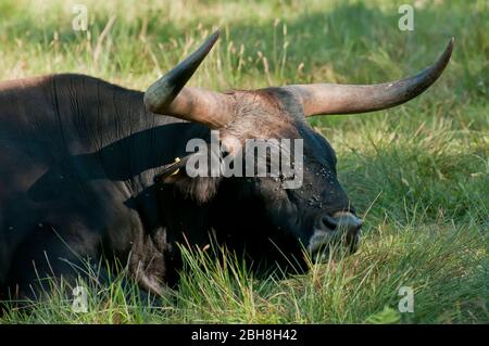 Aurochs, Ur, Urus, Bos primigenius, sur le pâturage, Bavière, Allemagne Banque D'Images