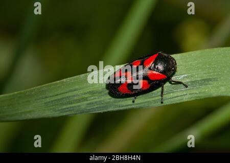 Froghopper, Cercopodea, sur lame d'herbe, Bavière, Allemagne Banque D'Images