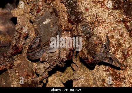 Petites teintes d'ange, Euplexia lucipara, grand lug gris, Limax maxus, sur écorce d'arbre, Bavière, Allemagne Banque D'Images