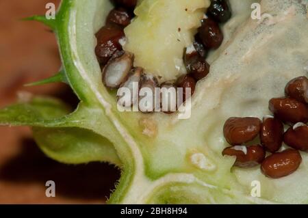 Commun Datura, Datura stramonium, fruits ouverts, avec graines, latéral, Bavière, Allemagne Banque D'Images