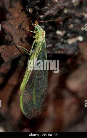 Laçage vert commun, Chrysoperla carnea, assis sur écorce d'arbre, Bavière, Allemagne Banque D'Images