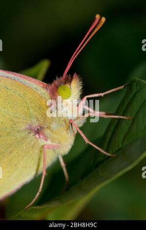 Jaune opaque de Berger, Colias alfariensis, avec ailes fermées, assis sur la feuille, gros plan, Bavière, Allemagne Banque D'Images