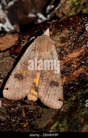 Grand sous-aile jaune, Noctua pronuba, assis sur écorce de bouleau, sucer appât, Bavière, Allemagne Banque D'Images