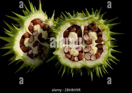 Commun Datura, Datura stramonium, fruits ouverts, avec graines, latéral, Bavière, Allemagne Banque D'Images