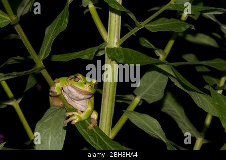 Grenouille d'arbre européenne, Hyla arborea, assise dans les feuilles, Bavière, Allemagne Banque D'Images