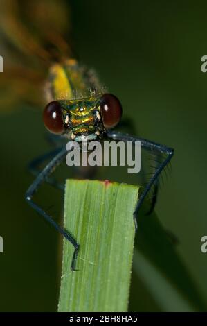 Baque Demoiselle, Calopteryx splendens, femme, assise sur la feuille, portrait, Bavière, Allemagne Banque D'Images