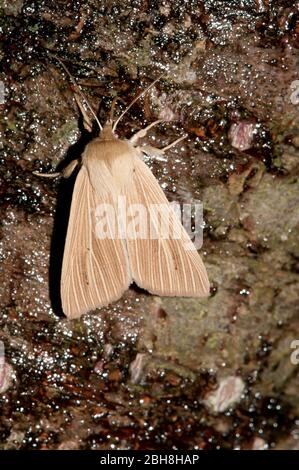 Wainscot commun, Mythimna pallens, assis sur l'écorce de bichbark, sucer à l'appât, Bavière, Allemagne Banque D'Images