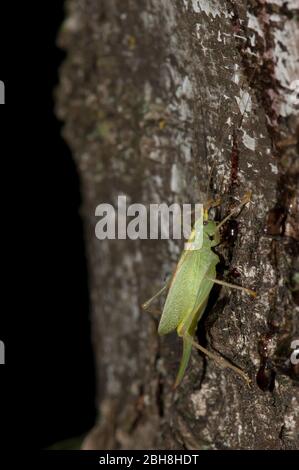 Le cricket-buisson en chêne commun, le Meconema thalassinum, le Meconema varium, monte le tronc d'un bouleau pour la vivacie, Bavière, Allemagne Banque D'Images