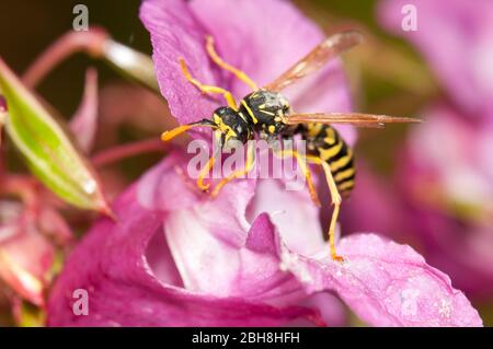 Guêpe en papier européen, Polistes dominula, Polistes gallica, en fleur de l'herbe de printemps, sucer nectar, Bavière, Allemagne Banque D'Images