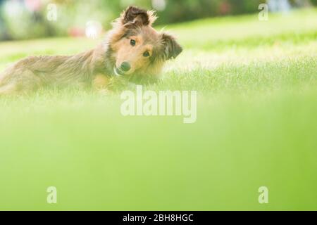 Portrait of sweet adorable chiot shetland portant sur le pré - Premier motif de flou artistique et bokeh Banque D'Images