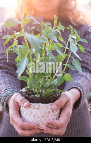 Jour de la terre entre les mains de semis de plantes en croissance. Bokeh contexte main féminine tenant plante aromatique sur le champ nature herbe concept de conservation de la forêt Banque D'Images