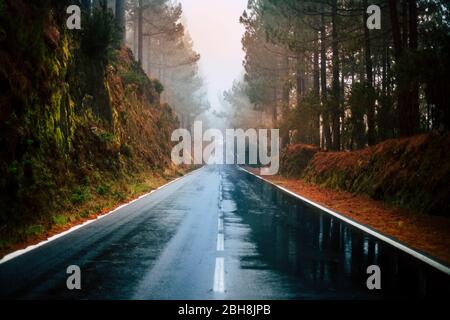 Route à long chemin dans la montagne avec des arbres forestiers bois autour et brouillard ou nuages à la fin comme brouillard mauvais temps - pluie sur l'asphalte et sol sale - hiver climat d'automne - voyage et destination Banque D'Images