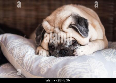 Joli chien pug dormir sur l'oreiller avec le visage au milieu des pattes et regarder avec l'expression douce - meilleurs amis dans la maison intérieure activité paresseuse Banque D'Images