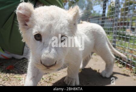 Les bébés triplés de lions blancs profitent du soleil dans le parc forestier sauvage de Nantong, Jiangsu, Chine, le 23 avril 2020. (Photo par photo Top photo/Sipa USA) Banque D'Images