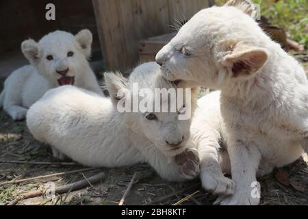 Les bébés triplés de lions blancs profitent du soleil dans le parc forestier sauvage de Nantong, Jiangsu, Chine, le 23 avril 2020. (Photo par photo Top photo/Sipa USA) Banque D'Images