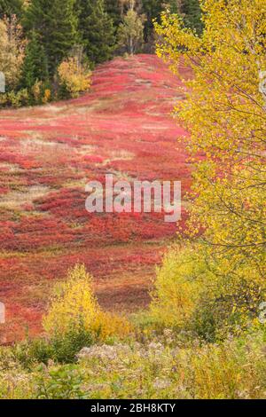 Canada, de la Nouvelle-Écosse, Salem, champs d'automne Banque D'Images