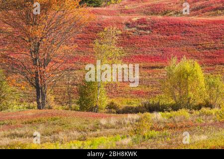 Canada, de la Nouvelle-Écosse, Salem, champs d'automne Banque D'Images