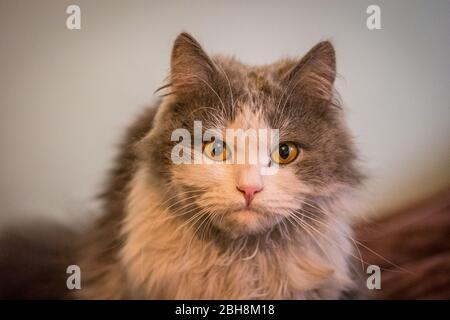 Magnifique chat gris et blanc couché. Le concept des animaux domestiques à la maison. Chat intéressé se reposant à la maison. Chat doux gris pour cheveux longs. Un chat stupéfié à la maison Banque D'Images