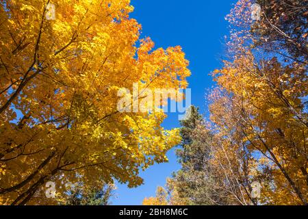 Le Canada, l'Île du Prince Édouard, Tyne Valley, feuillage de l'automne Banque D'Images