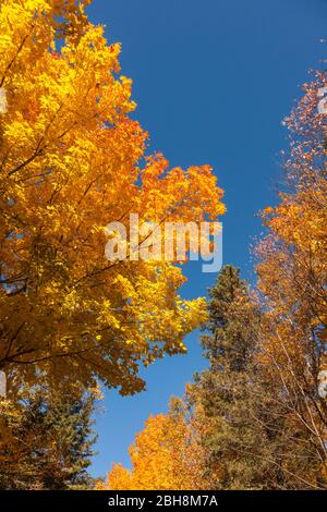 Le Canada, l'Île du Prince Édouard, Tyne Valley, feuillage de l'automne Banque D'Images