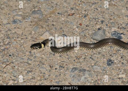 Serpents à serpents herbacés sur le chemin des graineux, Natarix naturix, Bavière, Allemagne Banque D'Images