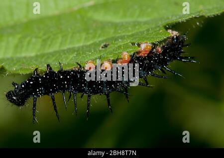 Caterpillar du papillon de paon, Aglais io, Inachis io, Nymphalis io, sur place, Bavière, Allemagne Banque D'Images