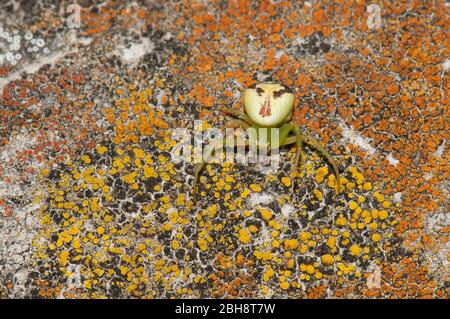 Araignée de crabe des fleurs, Thomisidae, Missiumena vatia, assise sur la pierre, Bavière, Allemagne Banque D'Images