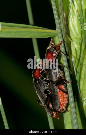 Le dendroctone du soldat en accouplement, sur la lame d'herbe, Cantharis rustica, Bavière, Allemagne Banque D'Images