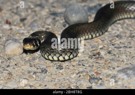 Serpents à serpents herbacés sur le chemin des graineux, Natarix naturix, Bavière, Allemagne Banque D'Images