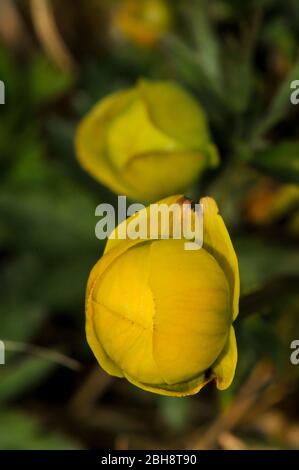 Globeflower, Trollius europaeus, Bud, gros plan, Bavière, Allemagne Banque D'Images