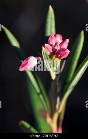 Santé au bog-romarin, Andromeda polifolia, bourgeons, gros plan, à Moor, Bavière, Allemagne Banque D'Images