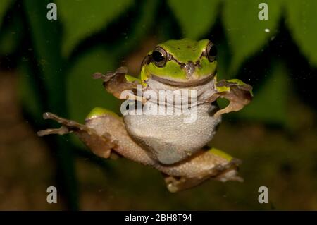 Tree Frog, assis sur verre, Hyla arborea, Hylidae, Bavière, Allemagne Banque D'Images