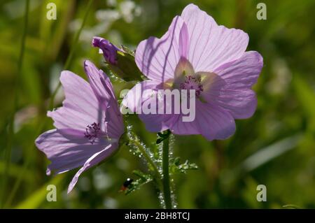 Plus grande musc-malow, malva alcea, deux fleurs, Bavière, Allemagne Banque D'Images