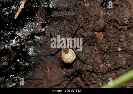 Araignée de loup brûlé, Xerolycosa nemoralis, avec cocon d'oeuf, sur bois, terrain forestier, Bavière, Allemagne Banque D'Images