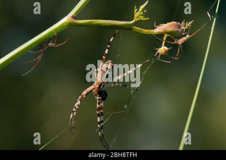 Araignées à mordache, Argiope bruenichi, accouplement, Bavière, Allemagne Banque D'Images