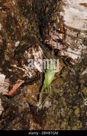 Le cricket de brousse de chêne du sud, Meconema méridionale, monte le tronc d'un bouleau pour la vitie, Bavière, Allemagne Banque D'Images