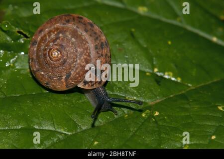 Escargot rouge, Monachoides incarnatus, rampant sur la feuille, Bavière, Allemagne Banque D'Images