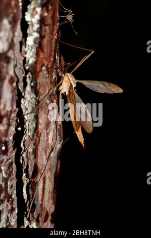 Mouche de grue, Tipulidae, assise sur écorce de pin, Bavière, Allemagne Banque D'Images