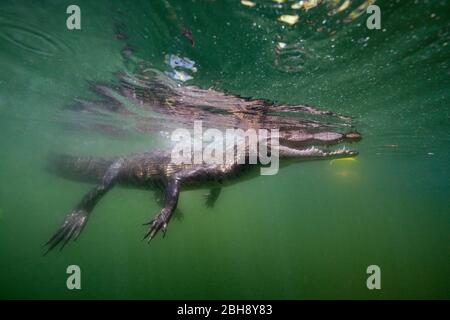 Les jeunes Crocodile, Crocodylus acutus, Floride, Everglades, USA Banque D'Images